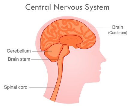 Central nervous system. Human skull diagram. Side view nerve system organs.   Basic annotated central nervous system. White background. 2d drawing vector illustration.