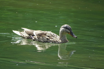 Female mallard duck on the water
