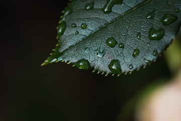 Rosenblüten im Regen mit Regentropfen