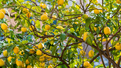 tree of sorrent lemons ready to be picked and enjoyed