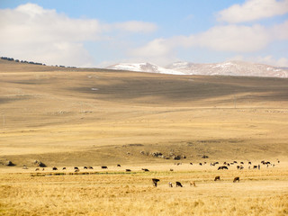 Obraz premium Paravani lake in Javakheti.Georgia, Samtskhe-Javakheti Landscape - Georgia, Caucasus.- Image