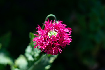 Closeup of poppy flower in full bloom