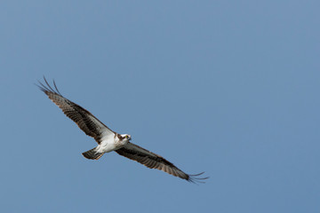 In Flight