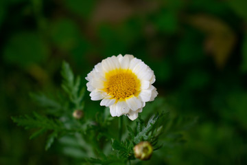 Camomile flower on green blurry background
