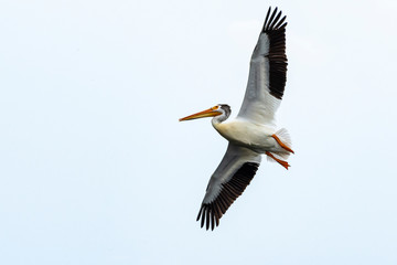 Fototapeta na wymiar White Pelican Takes Flight
