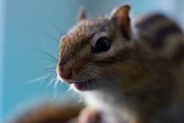 Extreme closeup of confused chipmunk on blue background