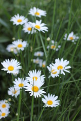 Fototapeta premium white daisies in the grass, photography