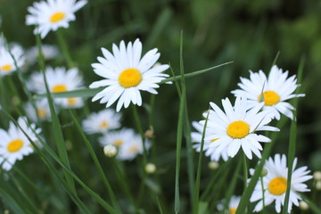 white daisies in the grass, photography
