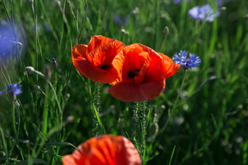 poppy field rustic flower wild blossom bloom grass cornflower meadow nature