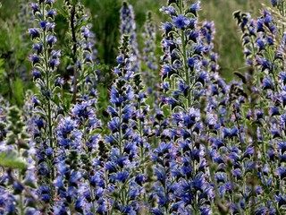 field of blue flowers