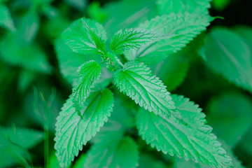 Urtica dioica also called nettle with fresh green leaves.