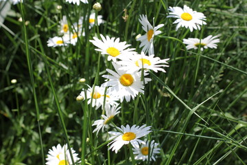 Fototapeta premium white daisies in the grass, photography