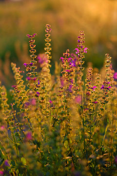 Flowers of Lupinus, commonly known as lupine or lupin on the sunset light. © Elena Krivorotova