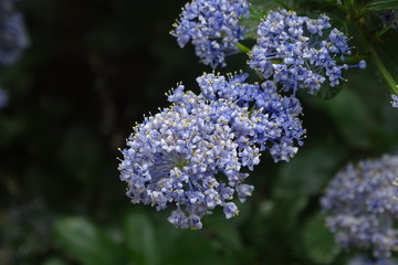 Beautiful flowers and fauna at Palace