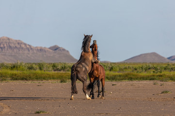 Naklejka premium Wild Horse Stallions Fighting in the Utah Desert