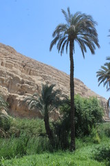 Fototapeta na wymiar The natural mix between trees and hills in Assyut in Egypt