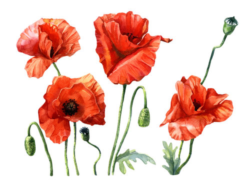 Poppies painted in watercolor, Botanical illustration.