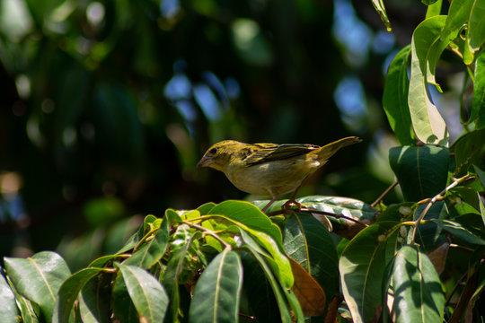 Female cardinal on tropical mango tree on a hot summer day
