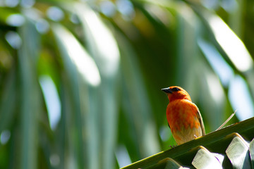 Red cardinal sitting on palm tree