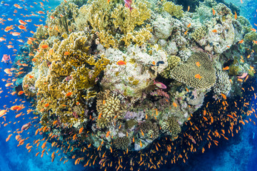 Shark and Yolanda Reeftop Sharm El Sheikh