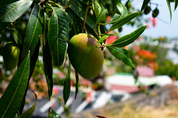 Fresh mango hanging from tree on front of tropical village