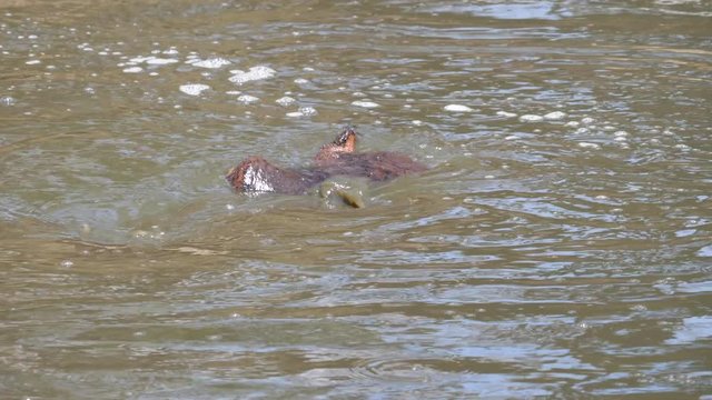 Static, slow motion, shot closeup to a Hippo (Hippopotamus amphibius), diving in a brown African river, in Masai Park, on a sunny day, in Kenya, Africa