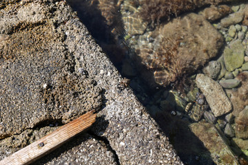 Crab in the Adriatic sea in summer