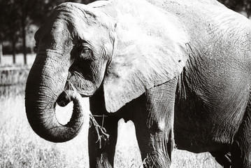 Éléphant noir et blanc