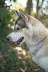 Obraz premium Beautiful husky portrait in summer day
