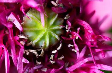 Extreme closeup of opium poppy flower