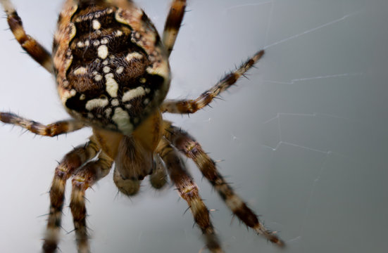 Closeup of European garden spider against white grey background