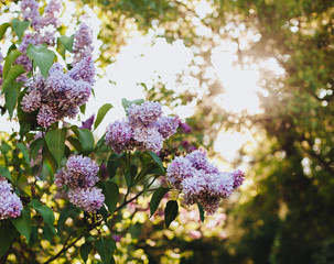 Purple lilac blossoms blooming in springtime © Nastya Tepikina