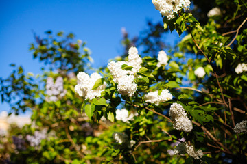 White lilac blossoms blooming in springtime