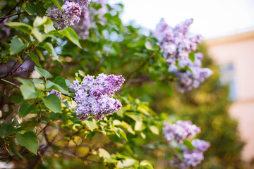 Purple lilac blossoms blooming in springtime