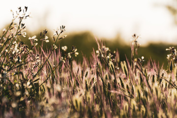 Close-up of wild flowers colored by the bright light of golden sunset. Typical spring or summer background.