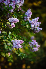 Purple lilac blossoms blooming in springtime