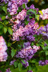 Purple lilac blossoms blooming in springtime