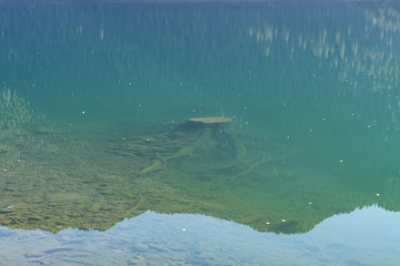 Tree stumps submerged in the clear water of Baker Lake in North Cascades