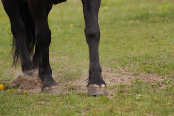 Close up of a black draft horse's legs in walk on a grass crating sand dust clouds. 