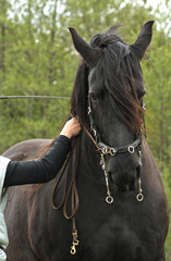 curb bit,rural,pet,cute,domestic,kind,strong,powerful,breed,spring,summer,eyes,face,expression,front view,walk,trot,canter,communication,alert,ears,reigns,ground work,in hand work,woman,hand,working,j