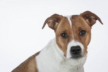 Adorable puppy looking at camera on white background