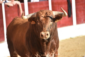 bull in spain with big horns