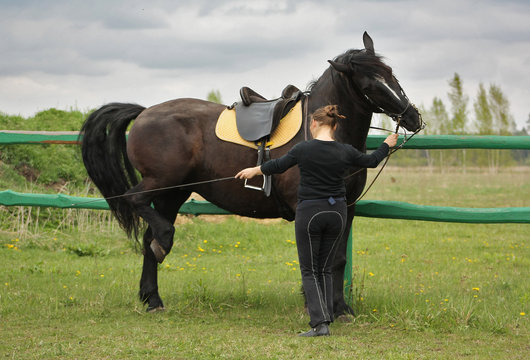Training in hand a black draft horse. Woman works from the ground teaching piaffe. Funny horse lifts one hind leg.