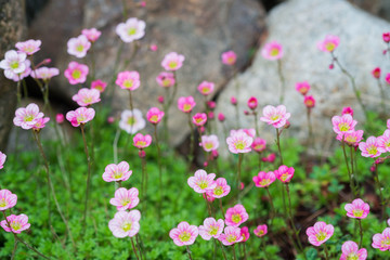 Obraz premium Close up photo of flowers. Bokeh. Macroshooting.