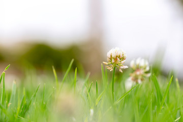 LITTLE FLOWERS IN THE GLASS