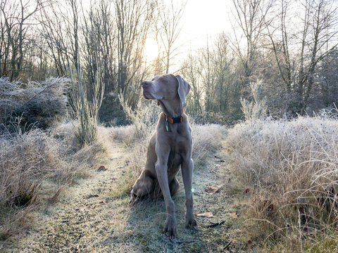Dog on a trail in morning frost