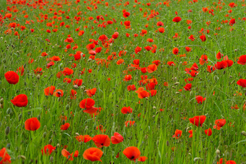 Mohnblumen und Mohnfelder - Stockfoto