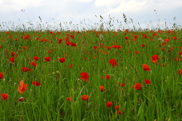 Mohnblumen und Mohnfelder - Stockfoto