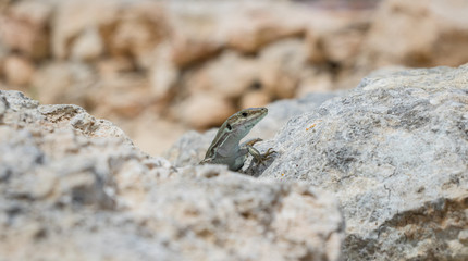 Portrait of a sand lizard