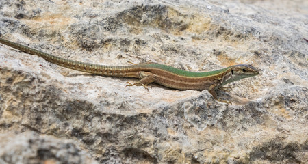 Portrait of a sand lizard